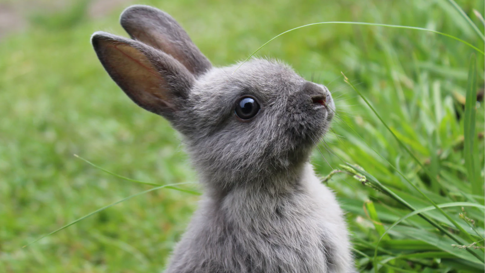 rabbit-eyes-webp-3Atur9.webp